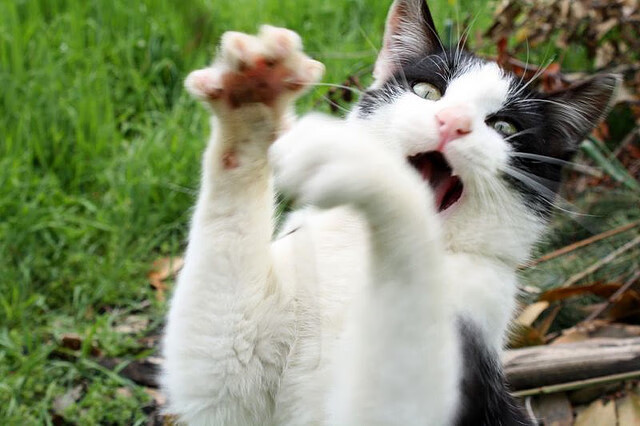 掌控者的艺术,拉文节奏魔法导勇士攻克费城