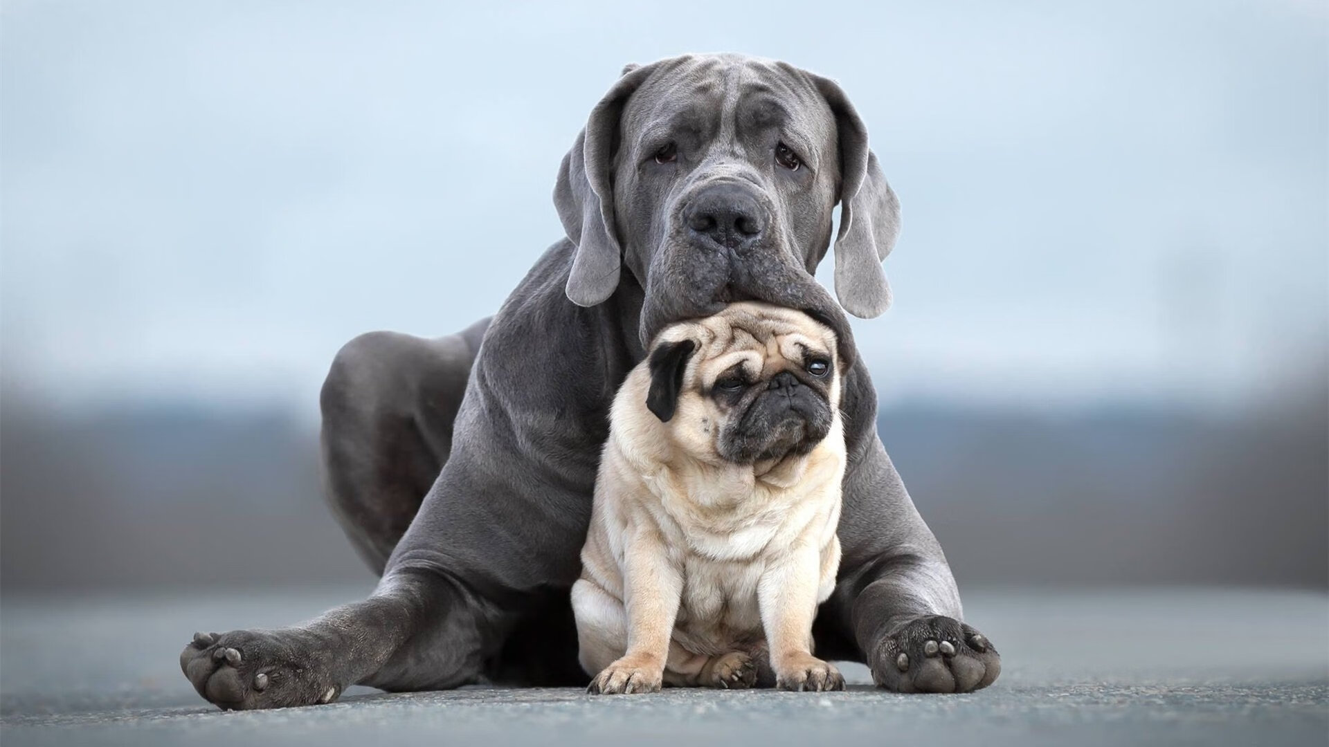开云体育-舞台的试炼场，从欧冠决赛球场到欧联半决赛，赖斯在黑与蓝与蔚蓝海岸的火焰中起舞