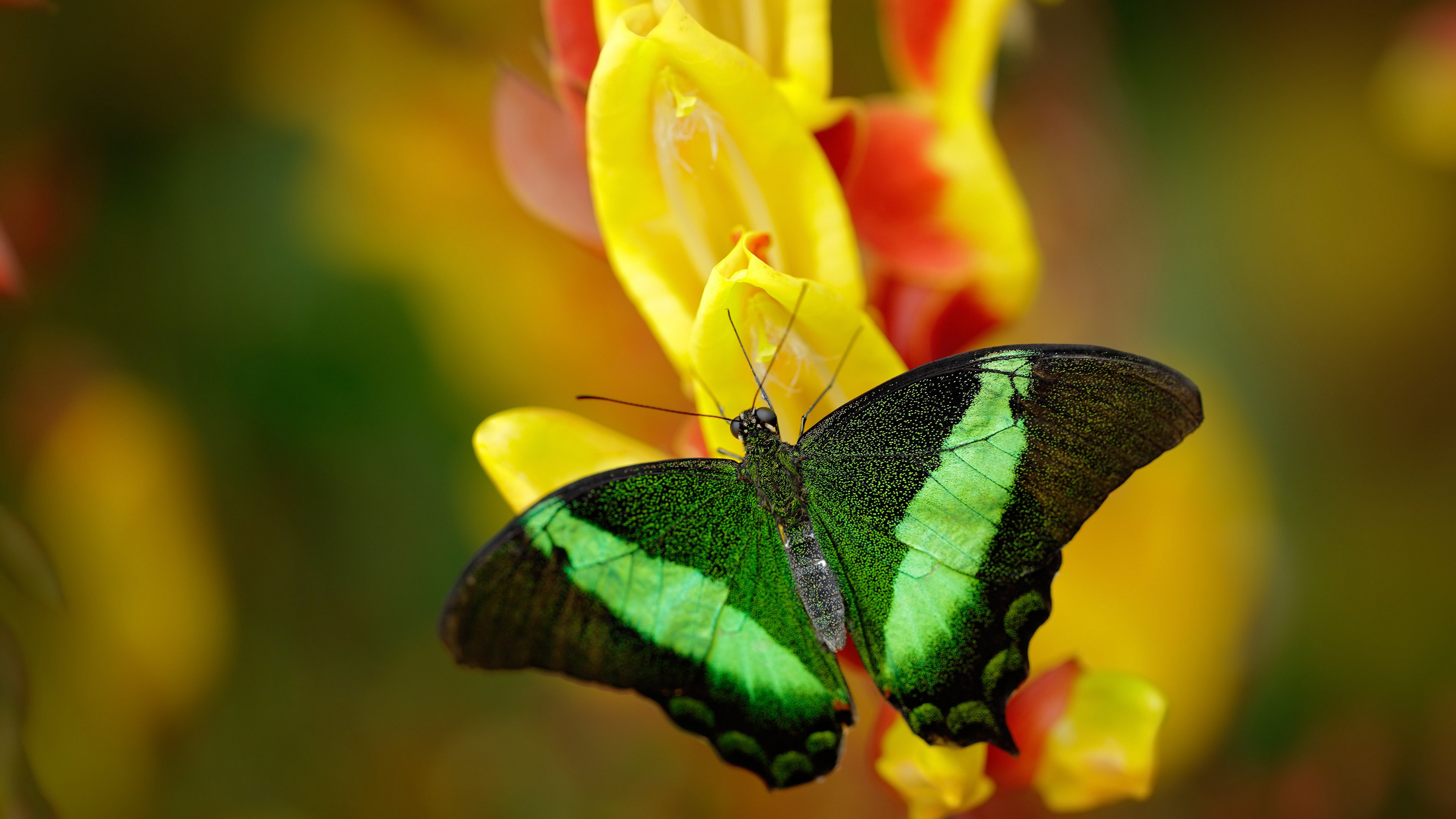他若在洛城，德比无悬念，约基奇完美表现折射出的联盟现实