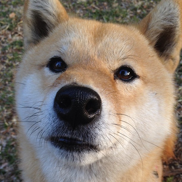 开云体育登录-钢铁与油渍的统治，从灰熊咆哮到赛道称王