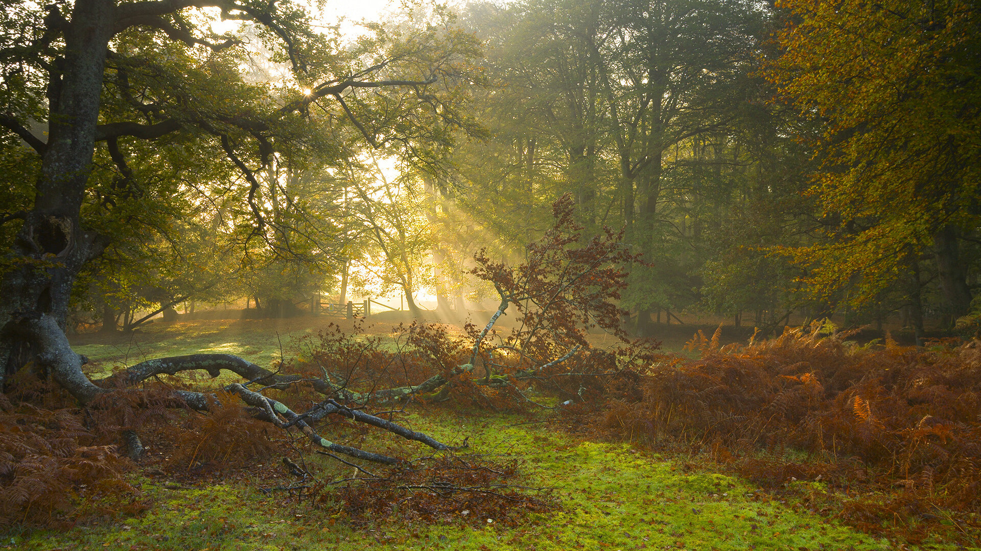 跨越海洋的共振，当辽宁掀翻国王的夜晚，字母哥正转动命运的齿轮