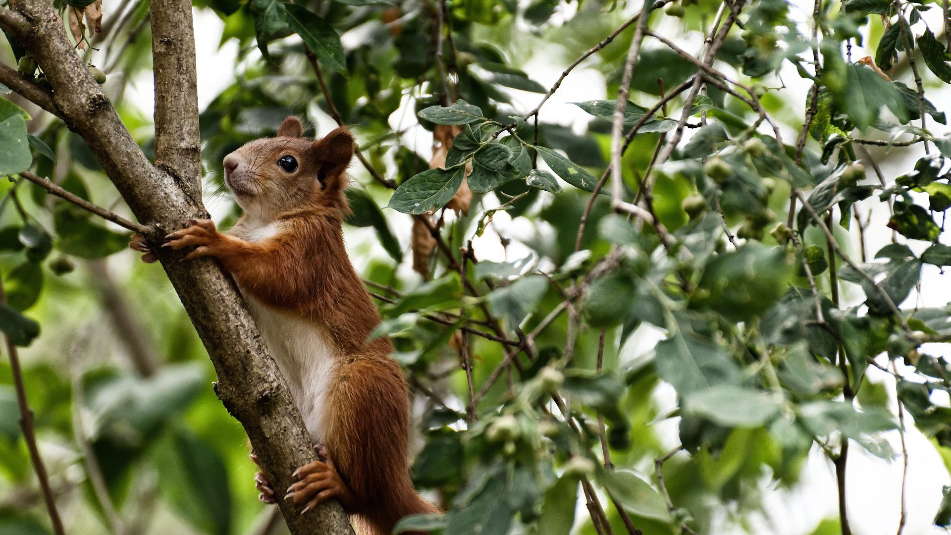 开云体育在线-渡河者，克莱的救赎与鹈鹕的决堤时刻