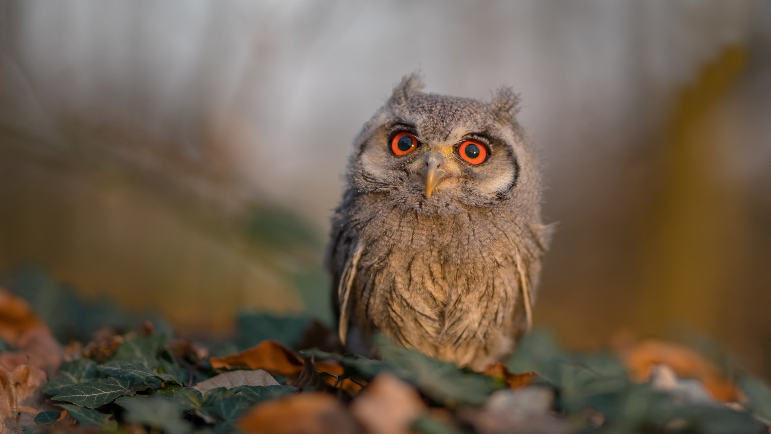 当最优解遇上无解，曼城与日本足球的哲学对决