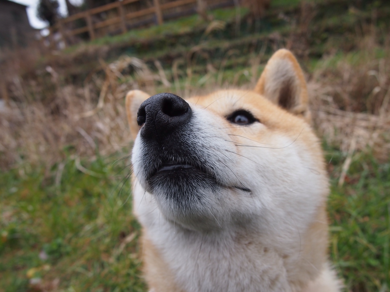双重颠覆，从伊朗狂胜到范戴克主宰—体育世界中的规则改写者