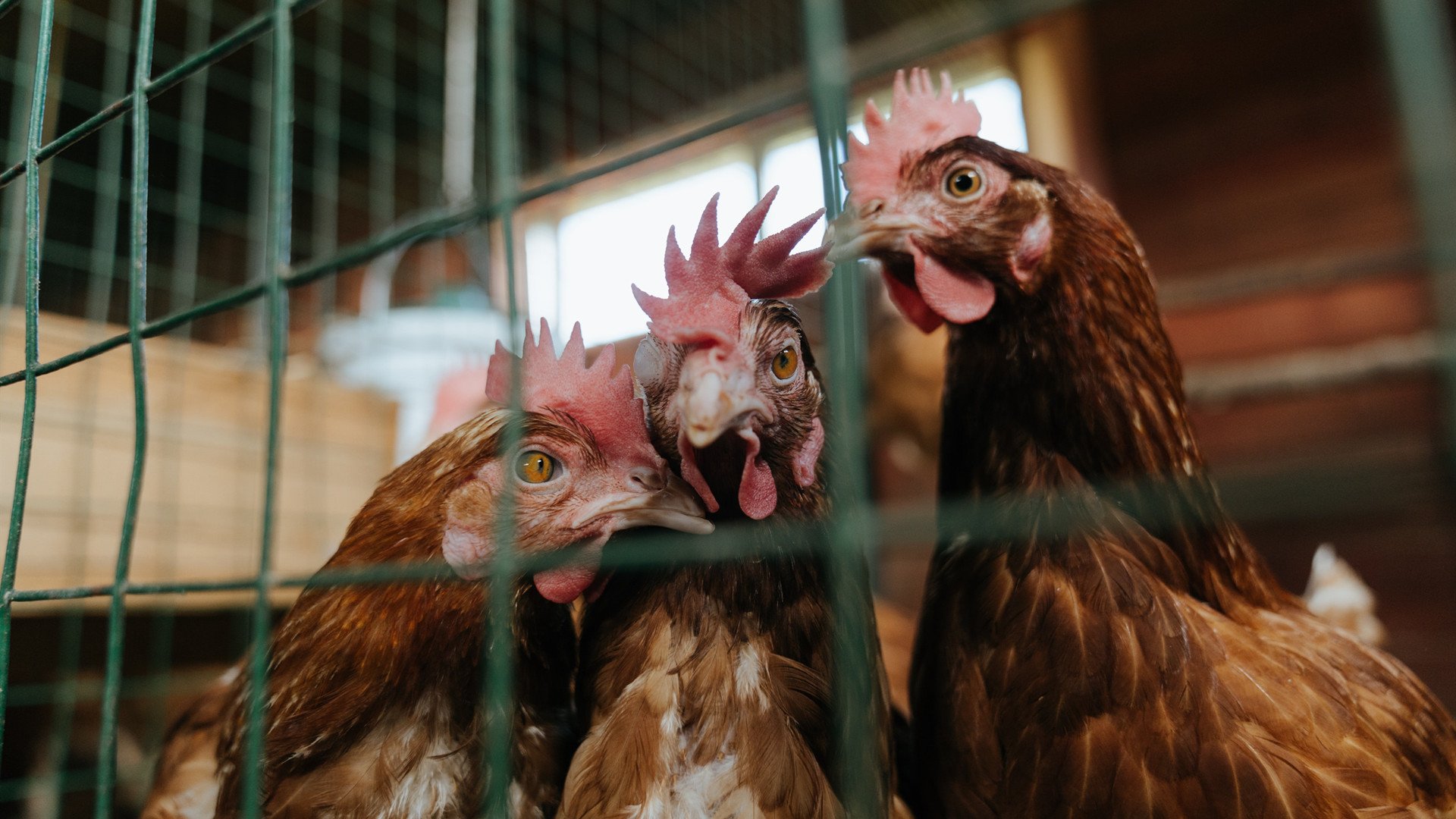 开云体育在线-雷霆乍破的17分钟，记分牌背后的精神洗礼与莫兰特的三重寂静