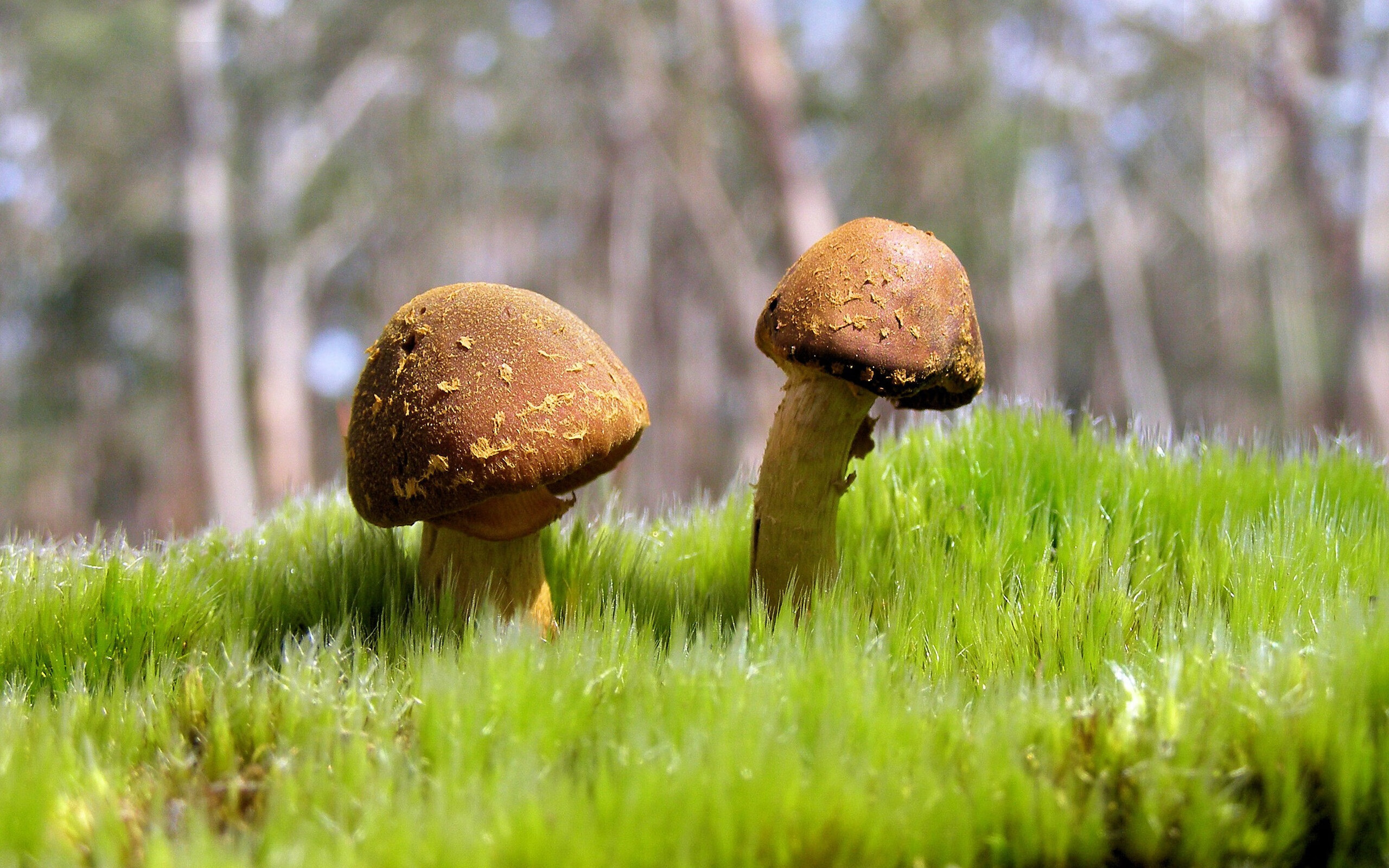 开云体育登录-绝境之光，诺坎普惊魂夜，芬兰铁卫击碎里昂晋级梦