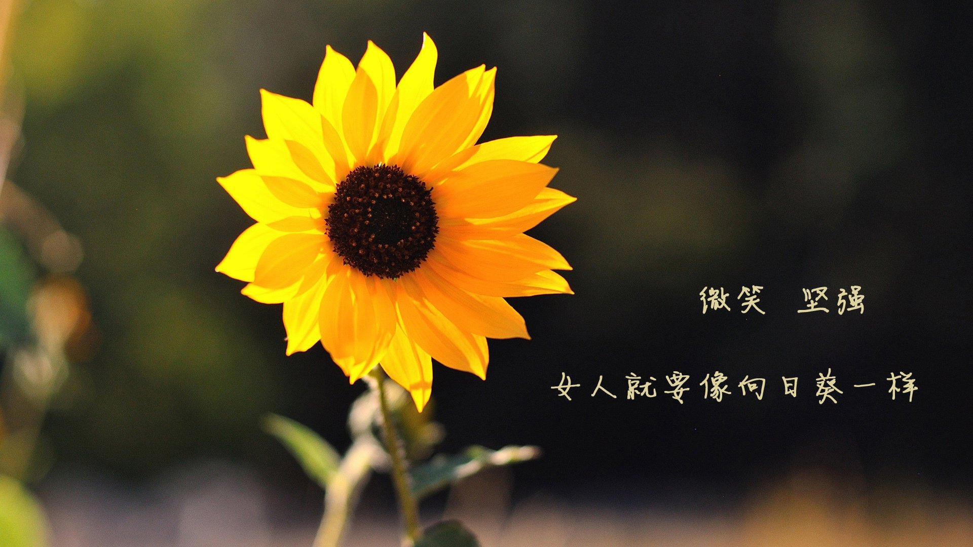 以下是为你构思的标题与文章